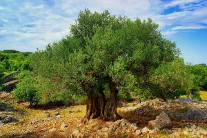 Olive-Tree